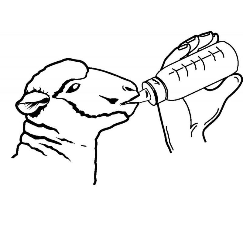 Lammeflaske (Uten vakum) 500ml