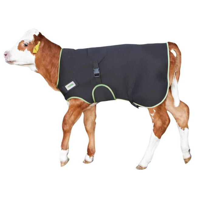Hovedbilde Kalvedekken premium 70 cm